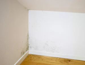 Protéger une maison de l’humidité à Angoulême en automne
