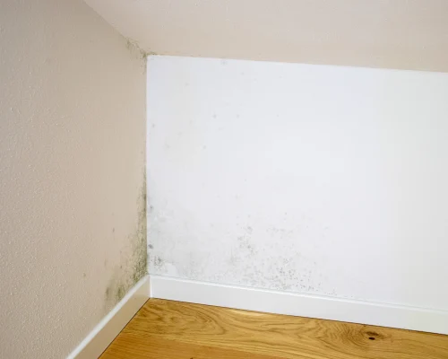 Protéger une maison de l’humidité à Angoulême en automne